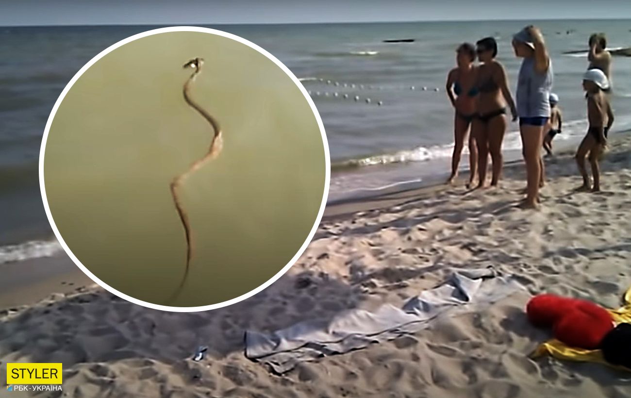 Азовское море змеи в воде