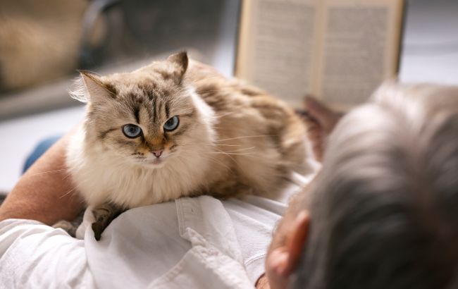 Чому коти полюбляють лежати в господаря на грудях: 5 причин, про які ви могли не здогадуватись