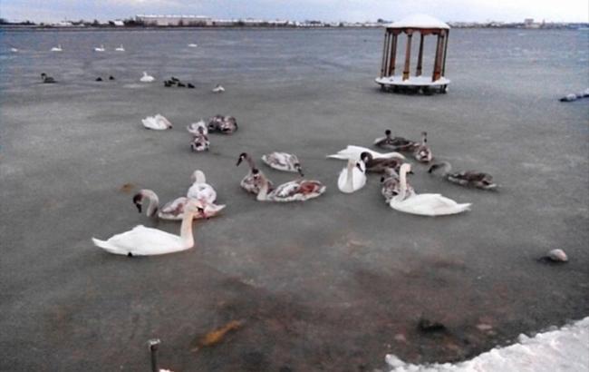 У Криму зграя лебедів примерзла до озера