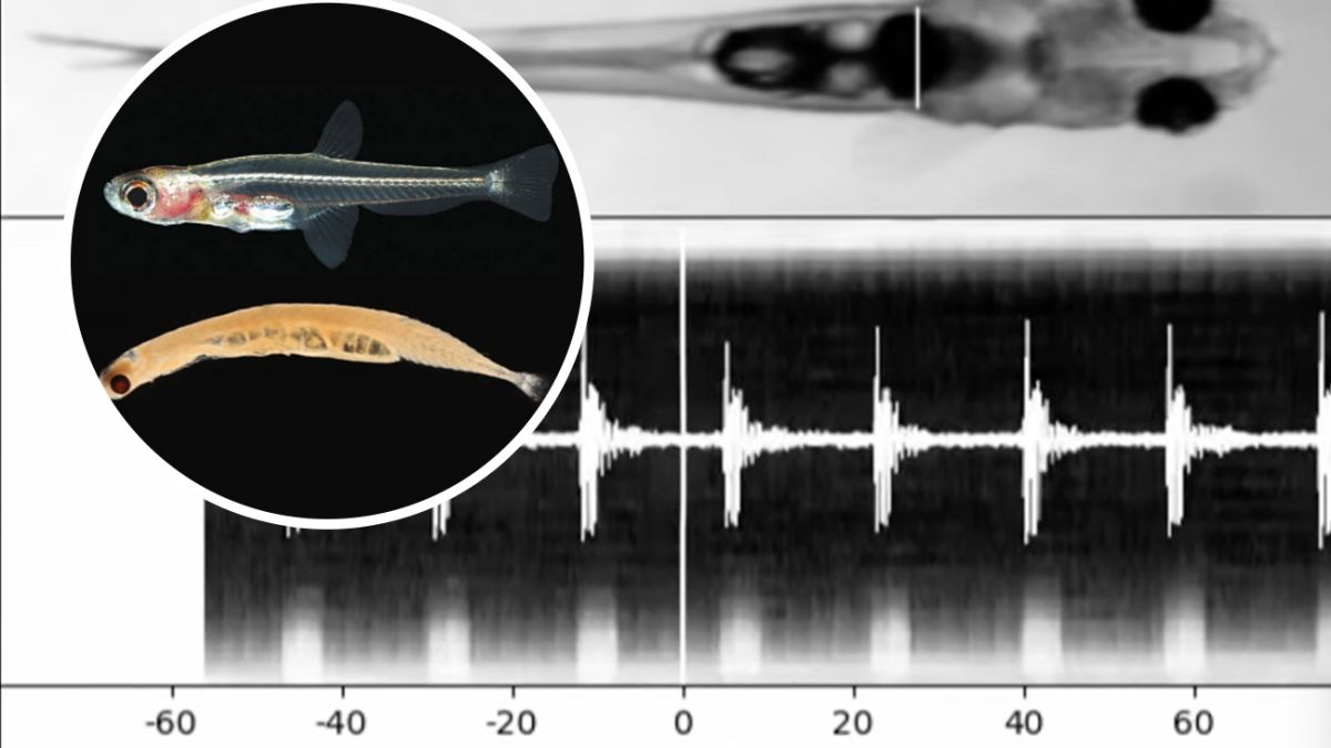 Самая маленькая рыба в мире издает звуки громче перфоратора - фото, видео |  Новости РБК Украина