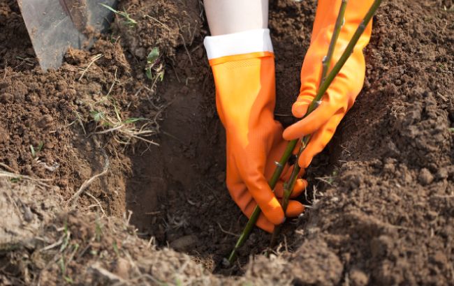 6 неочевидних помилок, які призводять до погіршення якості ґрунту
