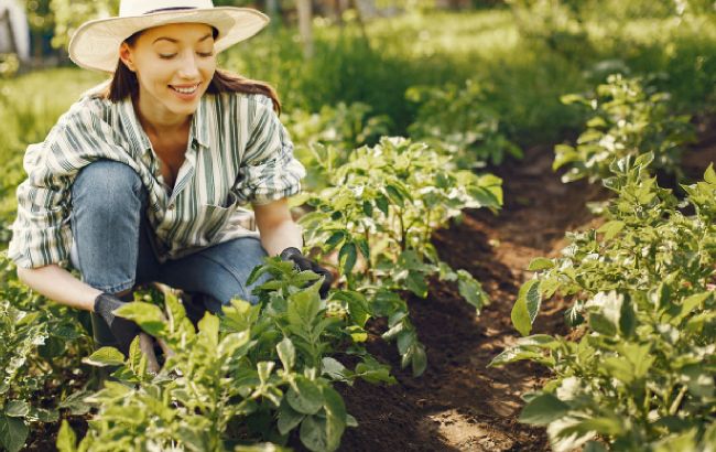 Улучшат качество почвы: 7 растений, которые помогут в садоводстве