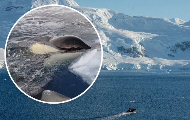 "Побачити їх - велика удача": полярники показали неймовірних тварин, які оточили їхній човен (відео)
