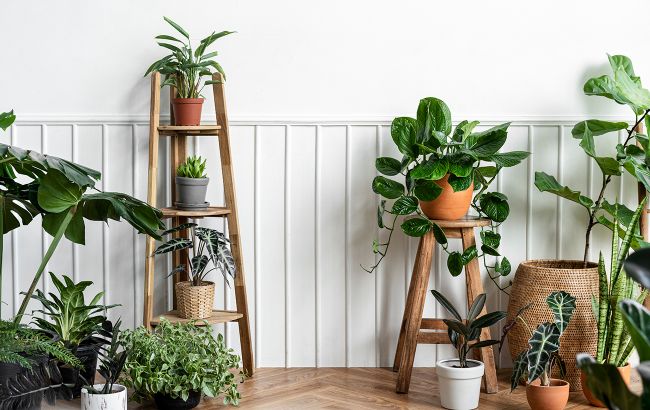 Ці кімнатні рослини очищають повітря від пилу: їх потрібно мати в будинку