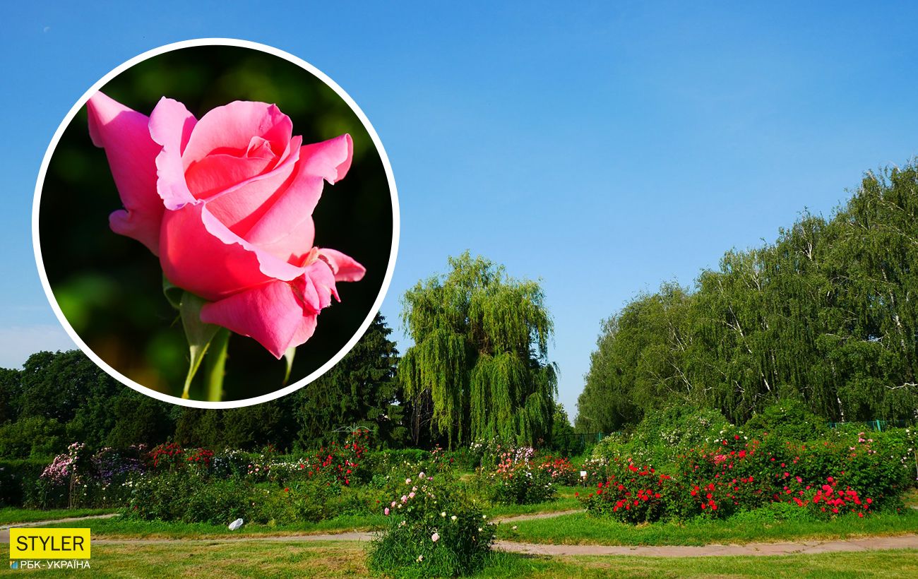 В ботаническом саду Киева цветут магнолии: фоторепортаж