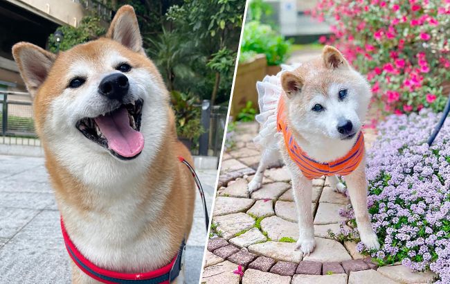 Померла легендарна собака, що "створила" популярний мем і стала символом криптовалюти Dogecoin: подробиці