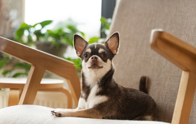 Топ-6 мини-собак, которые идеально подходят для квартиры и имеют отличное здоровье