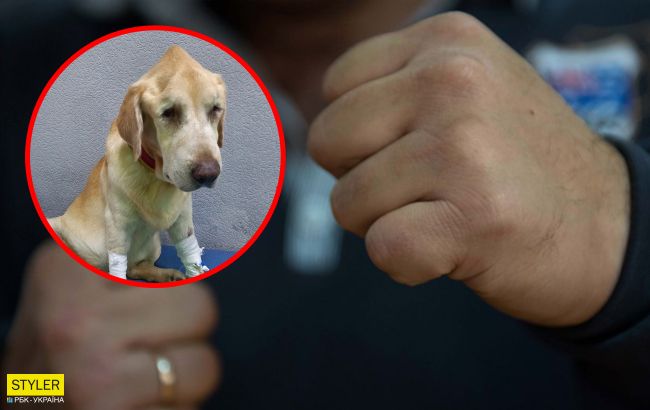 В Запорожье мужчина выбил собаке оба глаза, но она продолжала любить хозяина