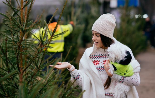 Всі кинулися купувати ялинки. Чи загрожує нам дефіцит "новорічних" дерев