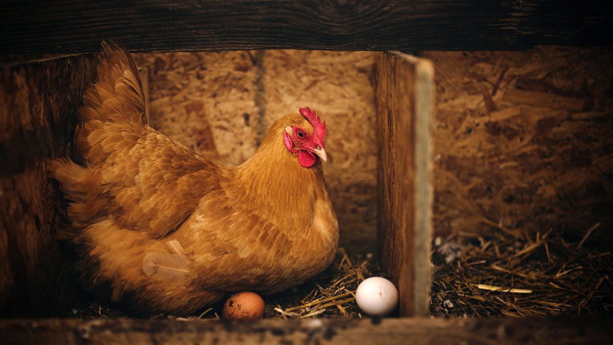 Ваши куры не несут яйца? Возможные причины и меры по устранению!
