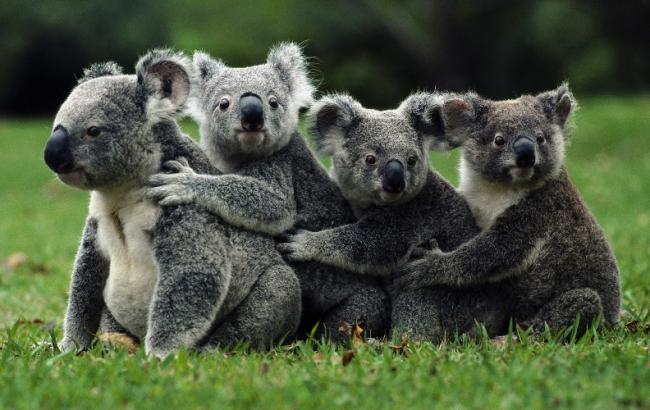 Атакуюча квадроцикл коала стала зіркою інтернету