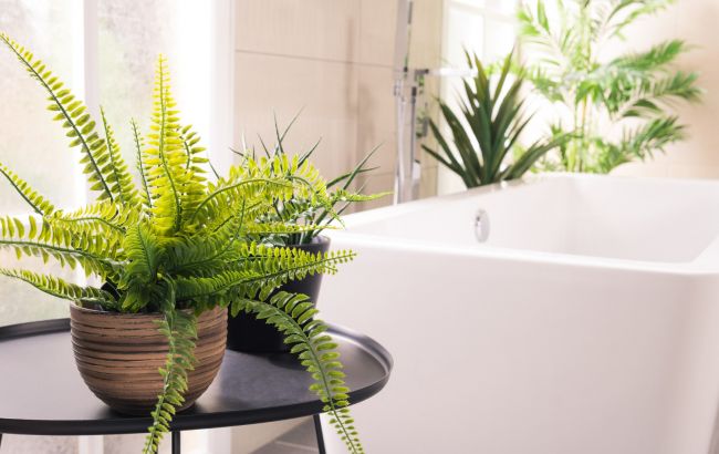Названо прості рослини, які допоможуть знизити вологість у ванній кімнаті