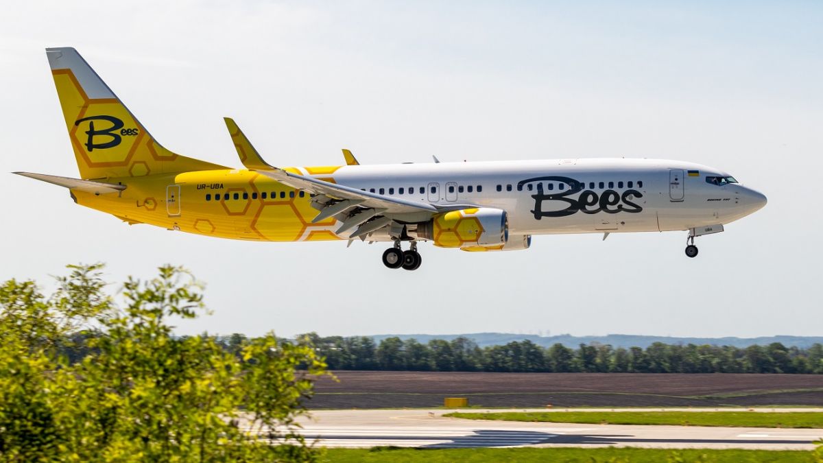 Bees Airline лишили сертификата эксплуатанта - что известно | РБК Украина