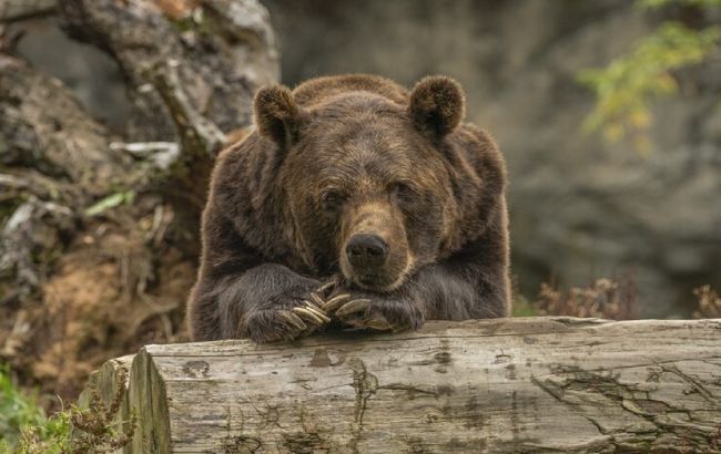 5 цікавих фактів про ведмедів, які вас здивують