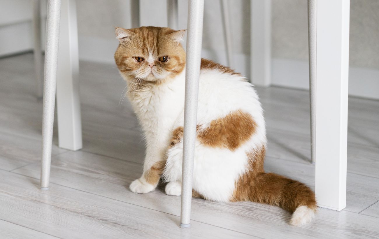 Почему кошки уходят из дома: приметы, суеверия и логическое объяснение