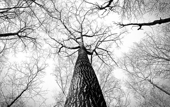 У Вінниці повалене дерево вбило 12-річну дитину