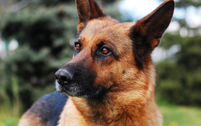 У Києві господар знайшов свою собаку через рік після його зникнення
