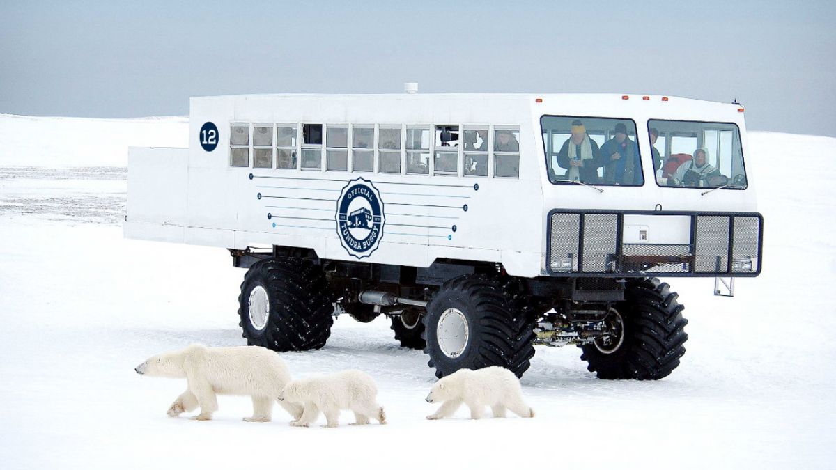 Электрические вездеходы Tundra Buggy для арктического туризма создаются в  Канаде | РБК-Україна