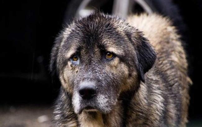 Нелюдська жорстокість: у Києві догхантери розстріляли собак
