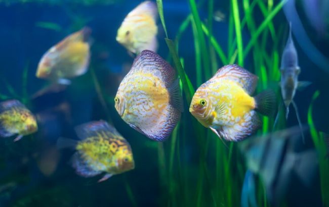 Вчені пояснили, як сплять риби і чи є у них біологічний годинник