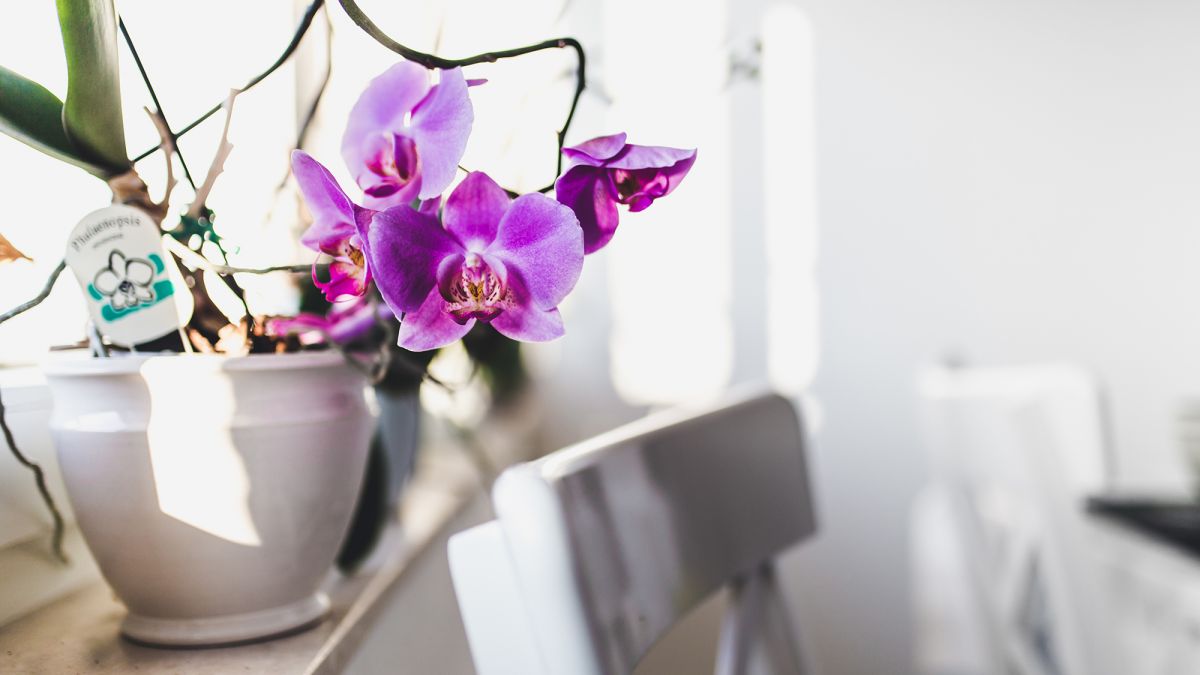 Можно ли спасти орхидею, если остались только корни