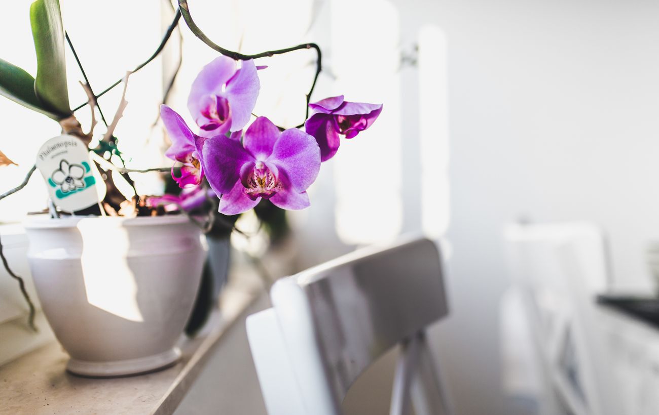Что делать с воздушными корнями орхидеи: ошибки, которые губят растение