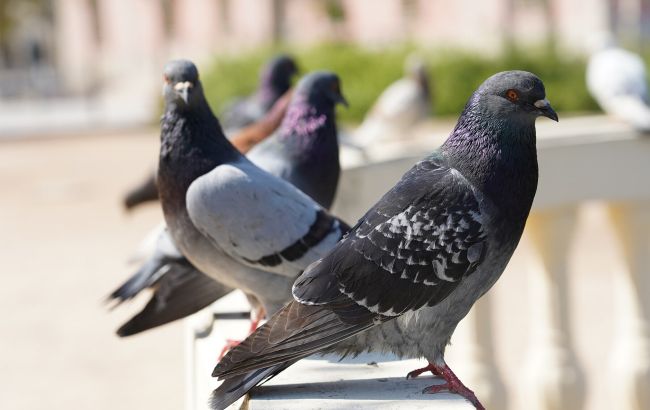 Як людство перетворило голубів з помічників на "крилатих щурів": що кажуть експерти