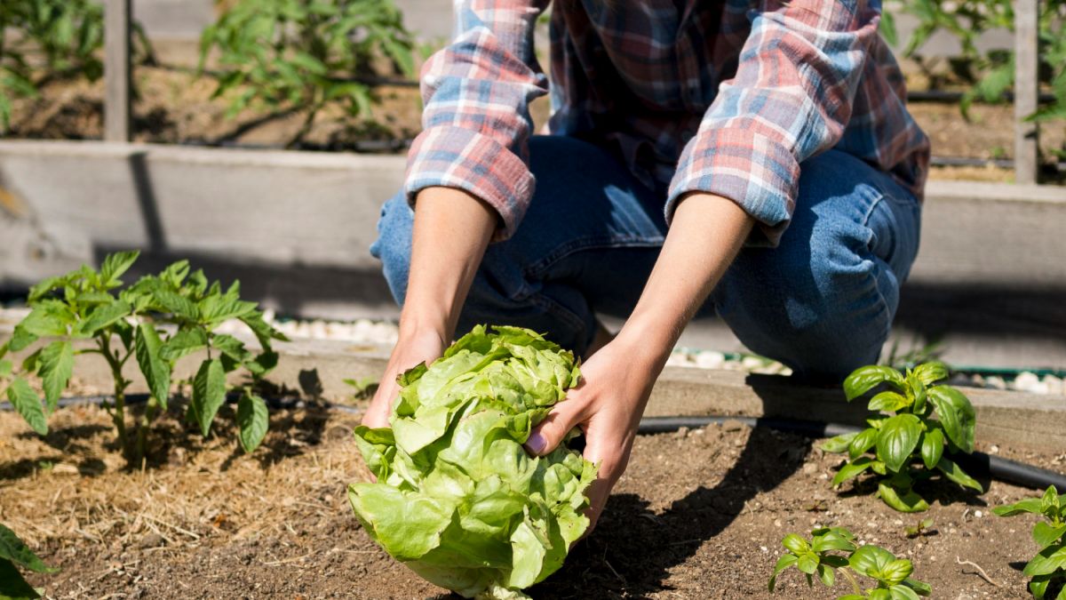 Органические удобрения для сада и огорода. Откуда они берутся? - Портал Продуктов Группы РСС