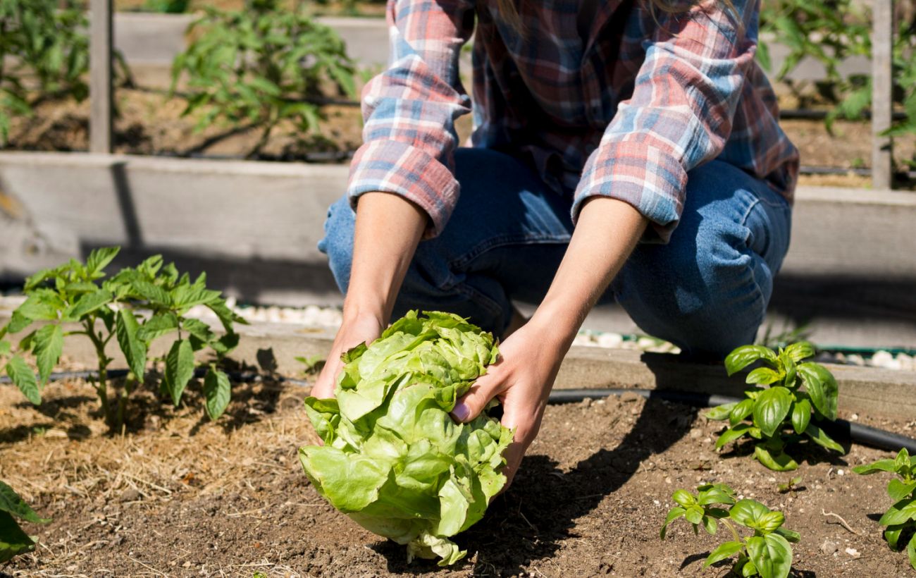 5 видов удобрений для огорода | Магазин Постоянных Распродаж