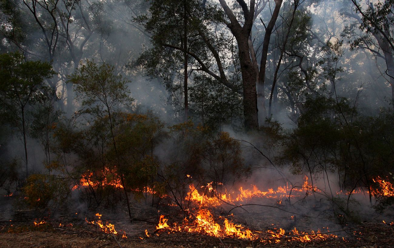 Burning forest