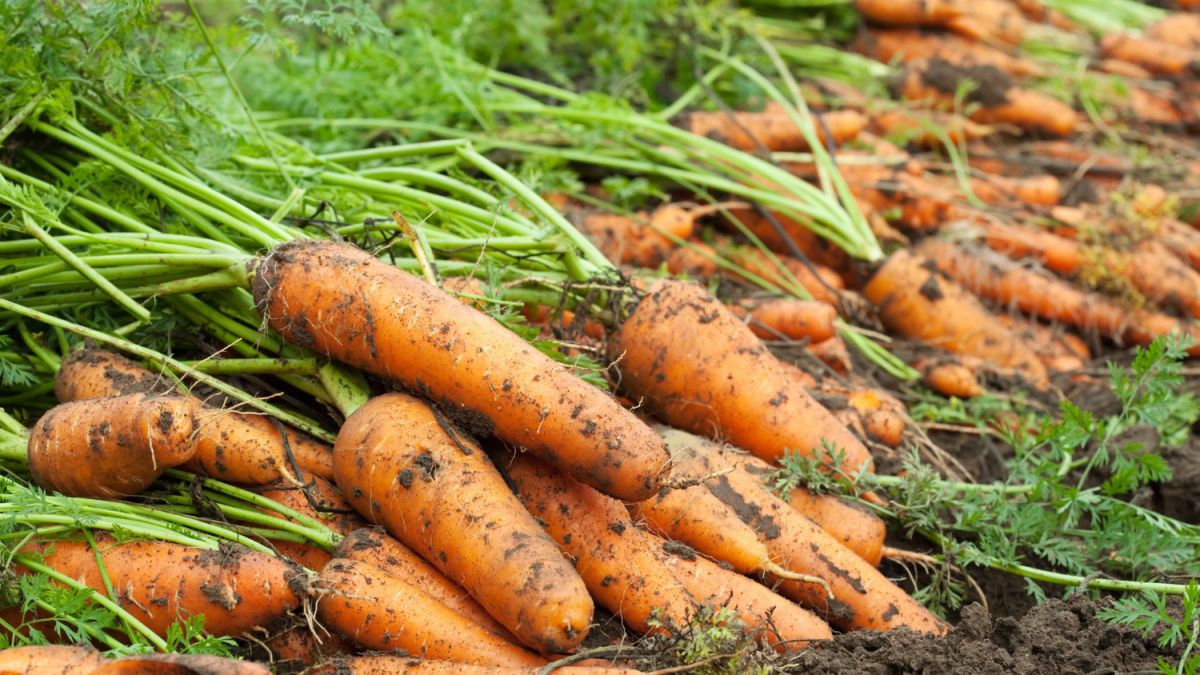 Как хранить морковь: 8 проверенных способов хранения и 3 необычных