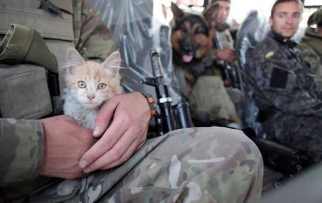 На Донбасі від бойовиків до українських воїнів тікають навіть коти