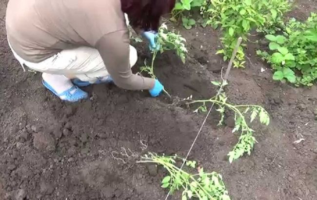 Никогда не сажайте помидоры и лук в одном месте, и вот почему