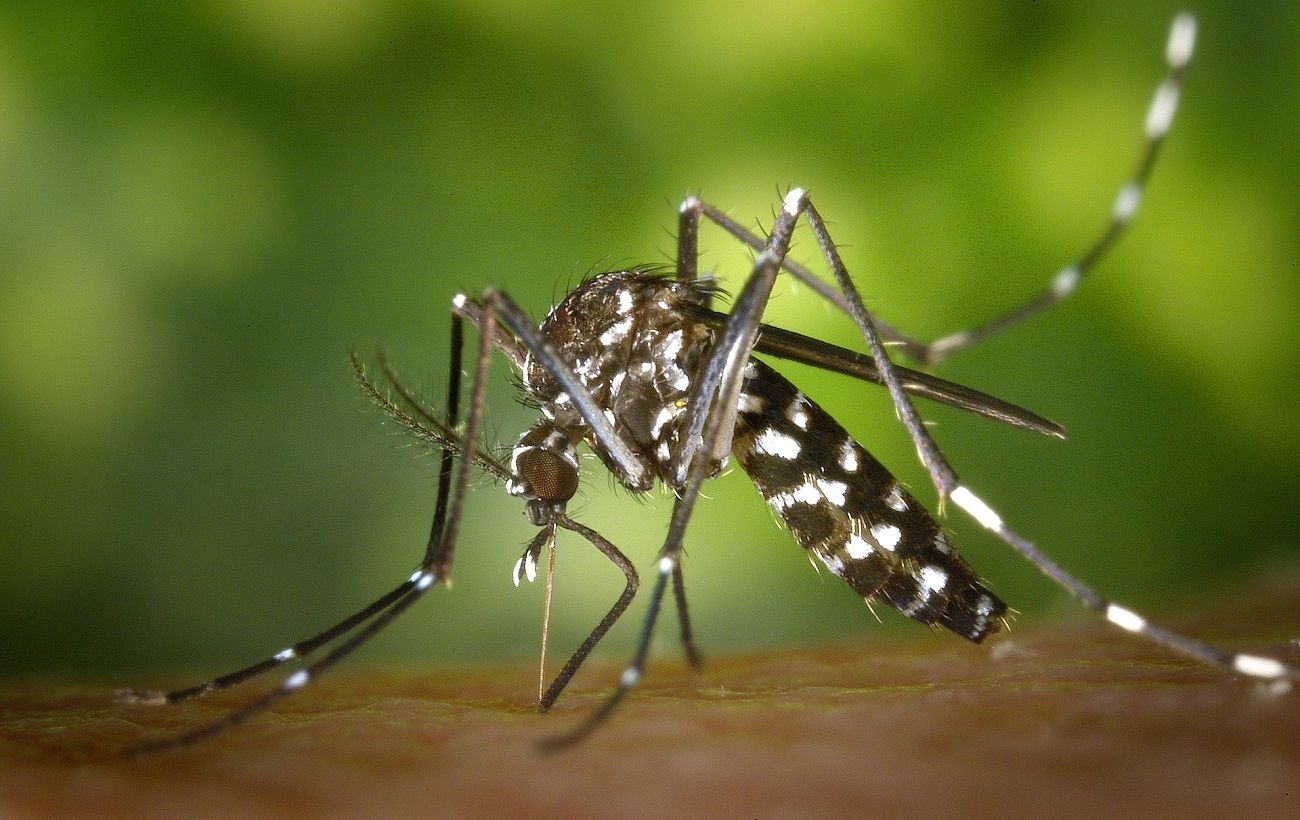 Mosquitoes in Kirillovka on the Sea of ​​Azov haunt vacationers