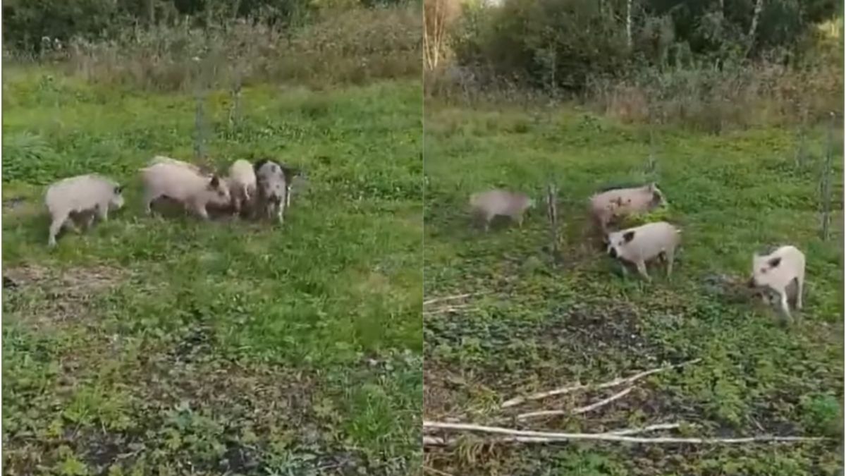 Дикие свиньи на Волыни уничтожают урожай людей - видео | Новости РБК Украина