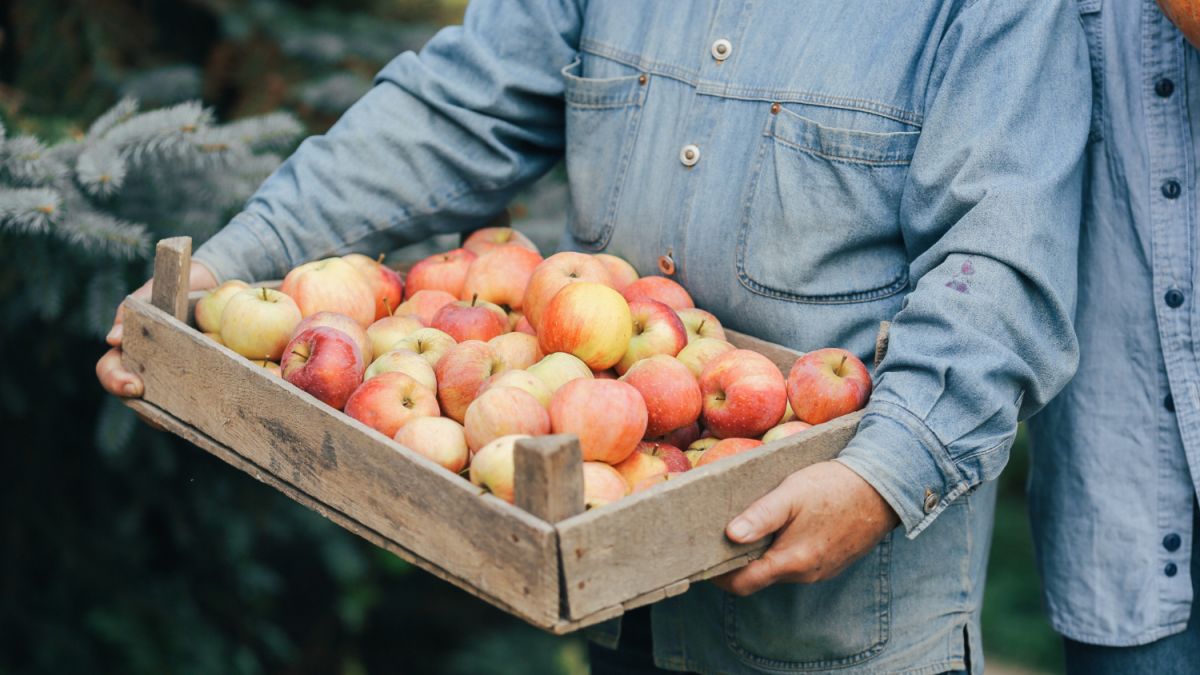 Как правильно хранить яблоки дома: восемь основных правил (irhidey.ru, Украина) | , ИноСМИ