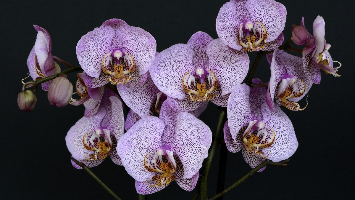 Орхидея: 3 правила домашнего ухода после цветения