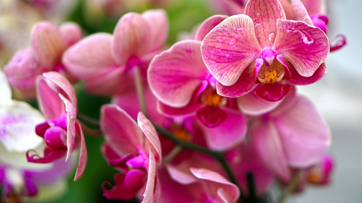 Что делать, если вянет орхидея? Все о спасении и возможных причинах болезни цветка
