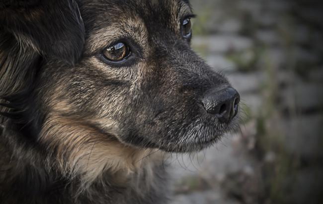 "Знайшли собак з вибитими очима": у київському притулку розповіли про жорстокі розстріли тварин