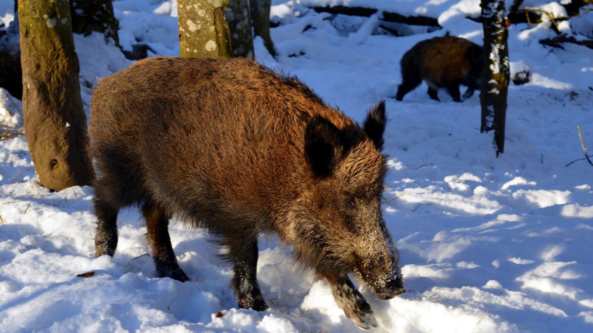 В Конче-Заспе на видео сняли прогулку семейства диких кабанов | Стайлер