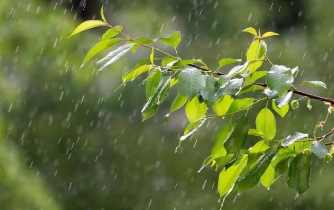 "Дощі завадять збору врожаю": синоптик розповів, якою буде погода цього літа