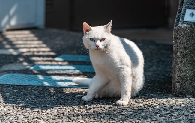 10 впечатляющих фактов о "застенчивых" белых кошках, которые вы не знали