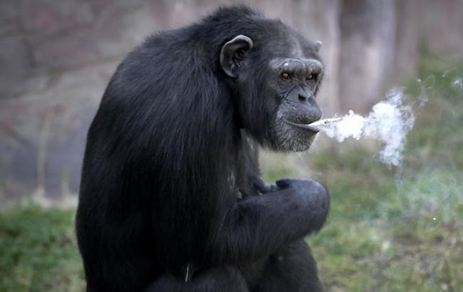 Шкідлива еволюція: в Кореї шимпанзе навчилася палити і користуватися запальничкою