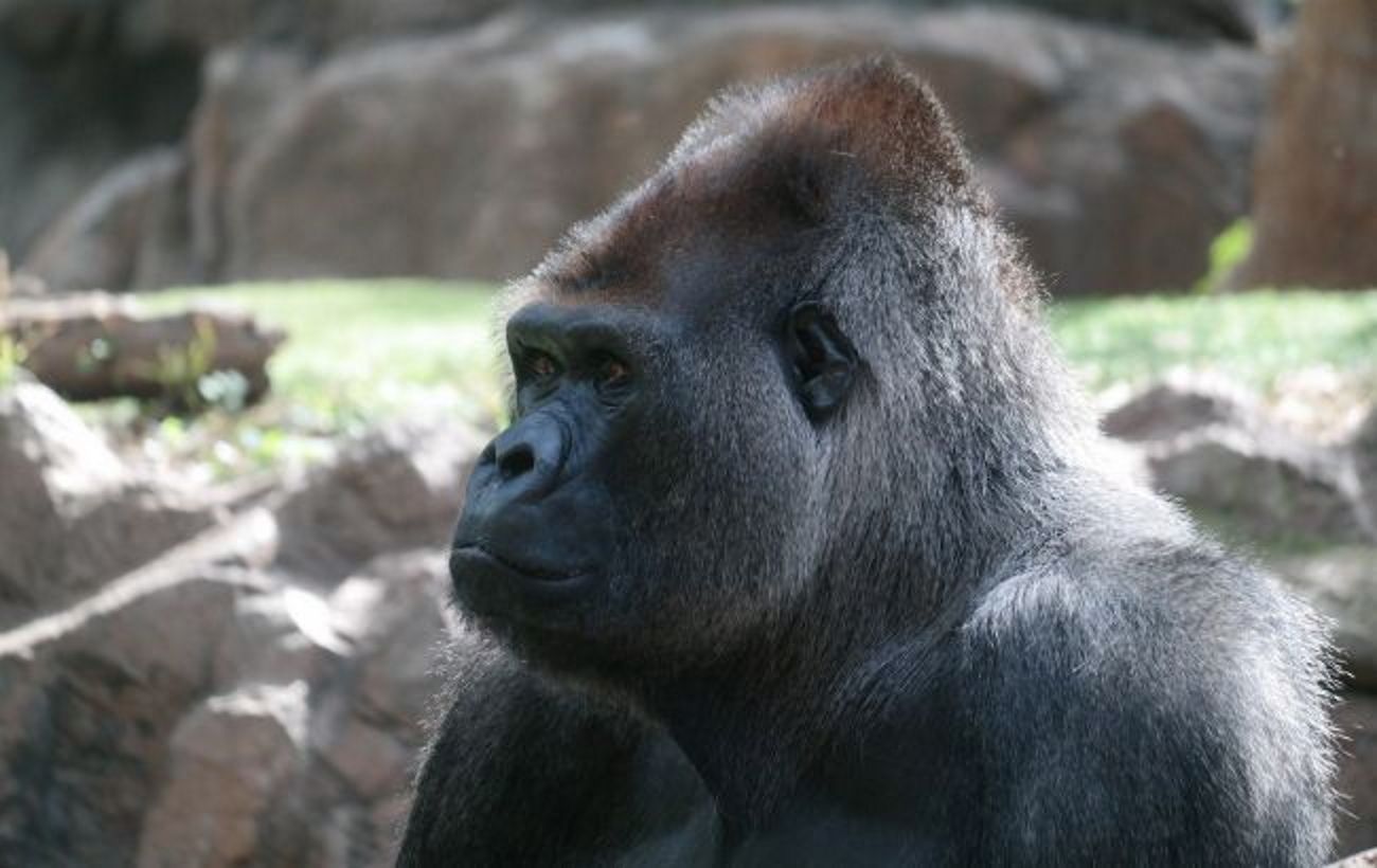 Coronavirus in the Netherlands identified gorillas and lions at the zoo of Rotterdam