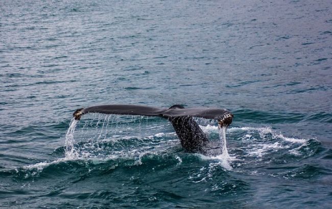 Топ-5 сюрреалистических животных, обитающих под водой