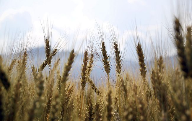 Украина в 2019 году установила новый рекорд по урожаю зерна