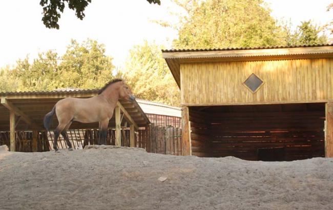 У Київському зоопарку у родині коней Пржевальського поповнення